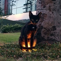 ァルセ二ー ぷろひふ, Нижний Новгород