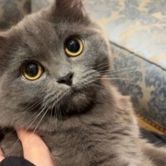 Арина Владиславова