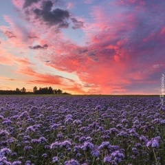 Фариза Сайлауова