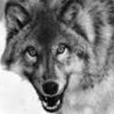 Lobo Wolf, 58 лет, São Paulo
