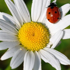 Danara Nidioulina