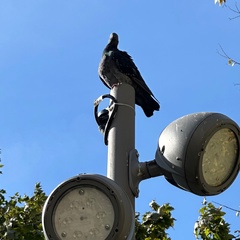 Vlad Vihenka, Москва