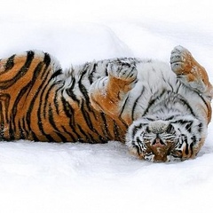 Бегущий Вперед, Киев