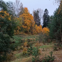 Светик Светлакова, Санкт-Петербург