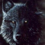 Black Wolf, Кострома