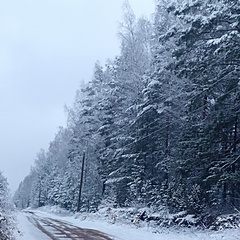 Сергей Киселев