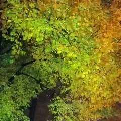 Анна Глухова, Санкт-Петербург