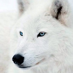 White Wolf, Алматы