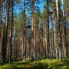 Янина Лебедева, 41 год, Санкт-Петербург