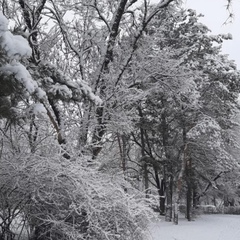 Лейла Адамова, Грозный