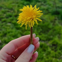 Мария Каширина, Новониколаевский