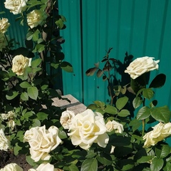 Рита Гарипова, Лянтор