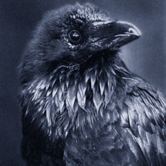 Yura Corvus, Санкт-Петербург