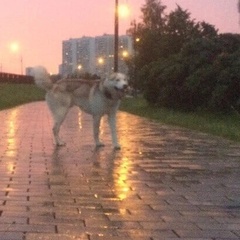 Александр Жилин, Москва