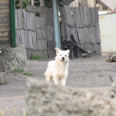 Андрей Жилка