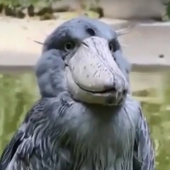 Оксана Кипоть