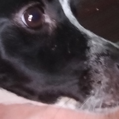 Elvis Camillo, São Paulo