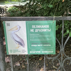 Надя Брофловски