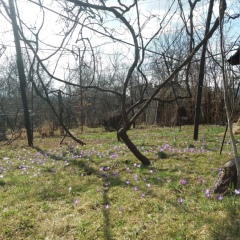 Флорина Поп, Солотвино