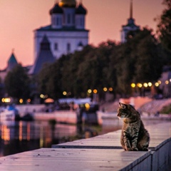 Дмитрий Полищук, Псков