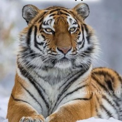 Алексей Кашин