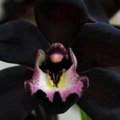 Black Orchid, 42 года