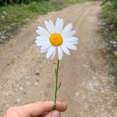 Сайхан Бибулатов, Грозный