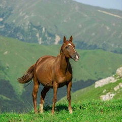 Гайрбек Сайханов